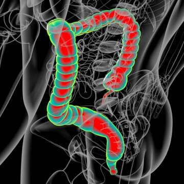 Large Intestine 3D Illustration Human Digestive System Anatomy
