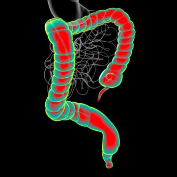 Large Intestine 3D Illustration Human Digestive System Anatomy