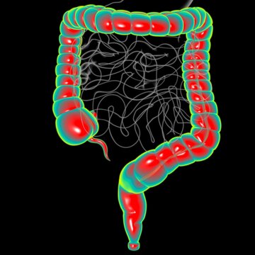Large Intestine 3D Illustration Human Digestive System Anatomy