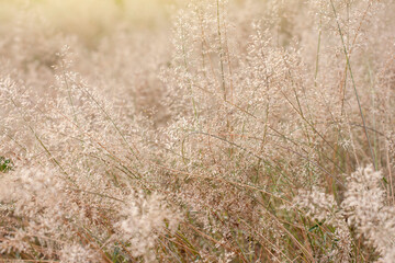 Fototapeta premium Beautiful dry grass field with sunlight for background.