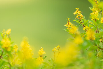 Closeup of mini yellow flower on blurred gereen background under sunlight with copy space using as background natural plants landscape, ecology wallpaper page concept.