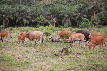 Obraz premium Domesticated cattle ox cow bull banteng sapi bos javanicus eating grass on field, organic beef farm