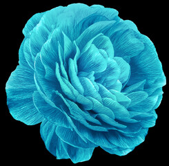 Obraz premium vintage rose flower blue. Flower isolated on black background. No shadows with clipping path. Close-up. Nature.