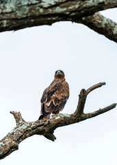 Steppe eagle (Aquila nipalensis) in Serengeti, Tanzania