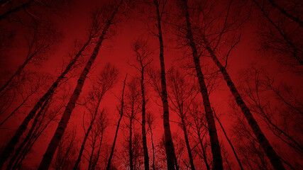 Bloody sunset in the forest. Black silhouettes of tall trees on a red foggy background. Horror...