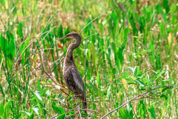 bird perched in a tree in the marsh of Florida