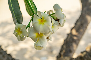 A bouquet of Champa flowers that grow on the beach.