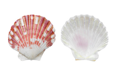 mollusk sea shells on white background