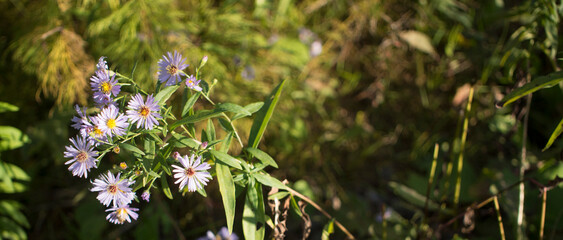 Bluish Aster Tongolensis, Family Compositae