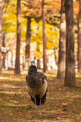 Close up image of peacock at the autumn forest with yellow foliage leaves in Nami Island, South Korea