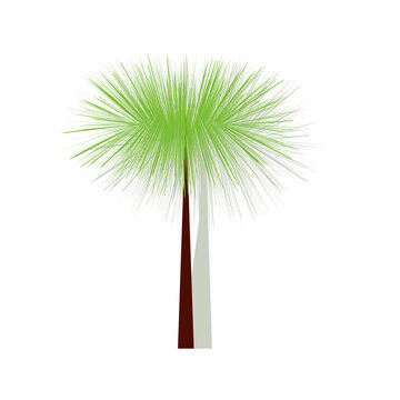 palm tree tropical plant on white background, botanical view, exotic tree, fluffy palm branches