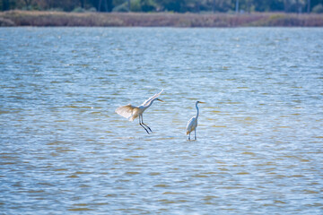 Two white herons stands in the lake