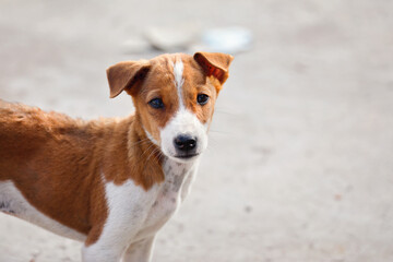 Portrait of Indian street dog posing to camera