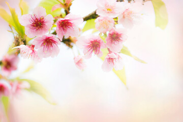 Obraz premium Sakura pink flower and leaves for backgrounds.