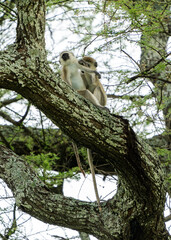 Vervet monkey (Chlorocebus pygerythrus) in Ngorongoro, Tanzania