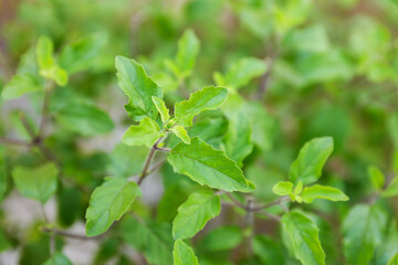 Fototapeta na wymiar Medicinal tulsi or holy basil Indian herb plant