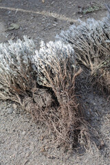 Fragrant Lavender Bare Root Plants.