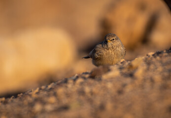 Isolated close up of a single Blackstart- Southern Israel