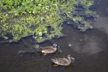 Mottled Duck aka Anas fulvigula swimming in pond.