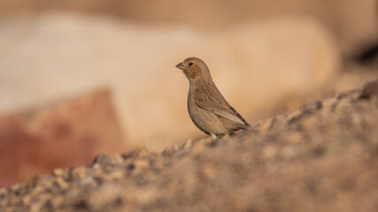 Isolated close up of a single Sinai Rosefinch- Southern Israel