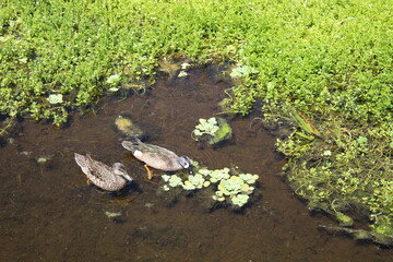 Mottled Duck aka Anas fulvigula swimming in pond.
