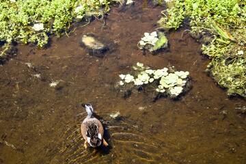 Mottled Duck aka Anas fulvigula swimming in pond.
