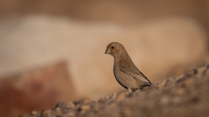 Isolated close up of a single Sinai Rosefinch- Southern Israel