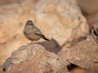 Isolated close up of a single Blackstart- Southern Israel