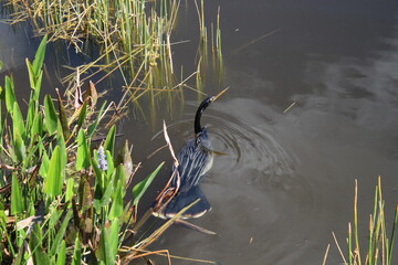 Anhinga swimming in the swamp water.