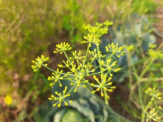 Close up of dill flower blossom  in the garden. Anethum close up. Dill (Anethum graveolens) is an annual herb in the celery family Apiaceae. where its leaves, seeds are spice for flavouring food.