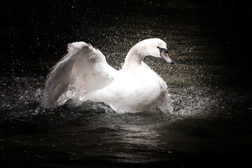 Fototapeta premium white swan playing game in water