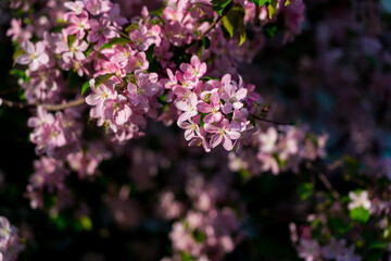 blooming apple tree branch over blurred background