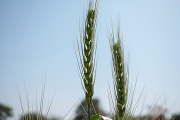 wheat Filed in Urban City with blue sky