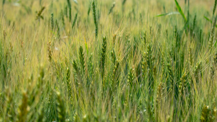 Fototapeta premium Close up ears of Wheat, Barley Field