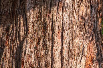 Texture of the bark of Giant Sequoiadendron tree