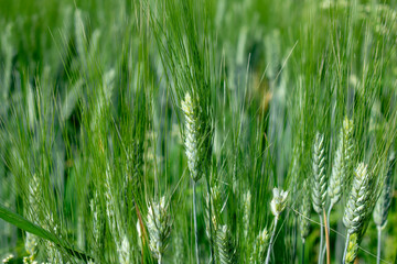 Obraz premium Close up ears of Wheat, Barley Field