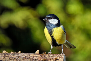 Kohlmeise ( Parus major ).
