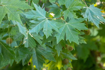Green Leaves and young futis of Pltatanus oreintalis tree in sunset light