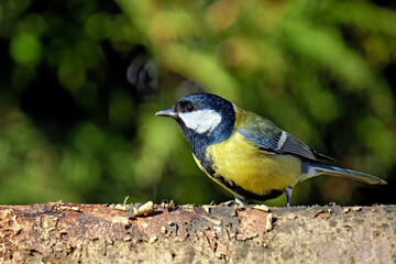 Kohlmeise ( Parus major ).