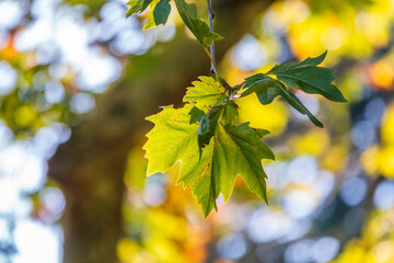 Green Leaves of Pltatanus oreintalis tree in sunset light