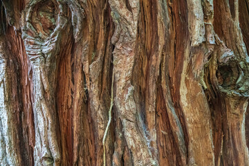 Texture of the relief bark of an old tree