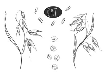 Hand drawn sketch black and white set of oat plant, grain, oatmeal, leaf, flakes. Vector. Elements in graphic style label, card, sticker, menu, package. Engraved style illustration.