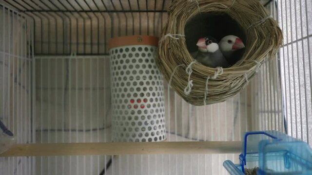 Pair Of Small Passerine Java Sparrow Birds In A Nest Inside The Metal Railing Cage In Tokyo, Japan. - Topdown Shot