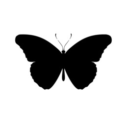 Butterfly black icon, isolated on white	