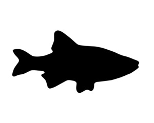 Black silhouette of fish on white background	
