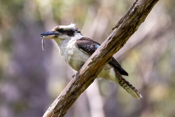 Laughing Kookaburra with caterpiller meal