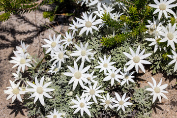 Flannel Flowers growing in sandy soil
