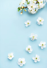 Spring border background with beautiful white flowering branches.
