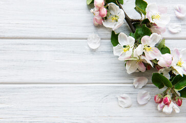 Naklejka na ściany i meble Spring border background with beautiful white flowering branches.