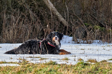 Berner Sennenhund im Schnee.